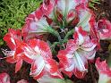 Hippeastrum red and white